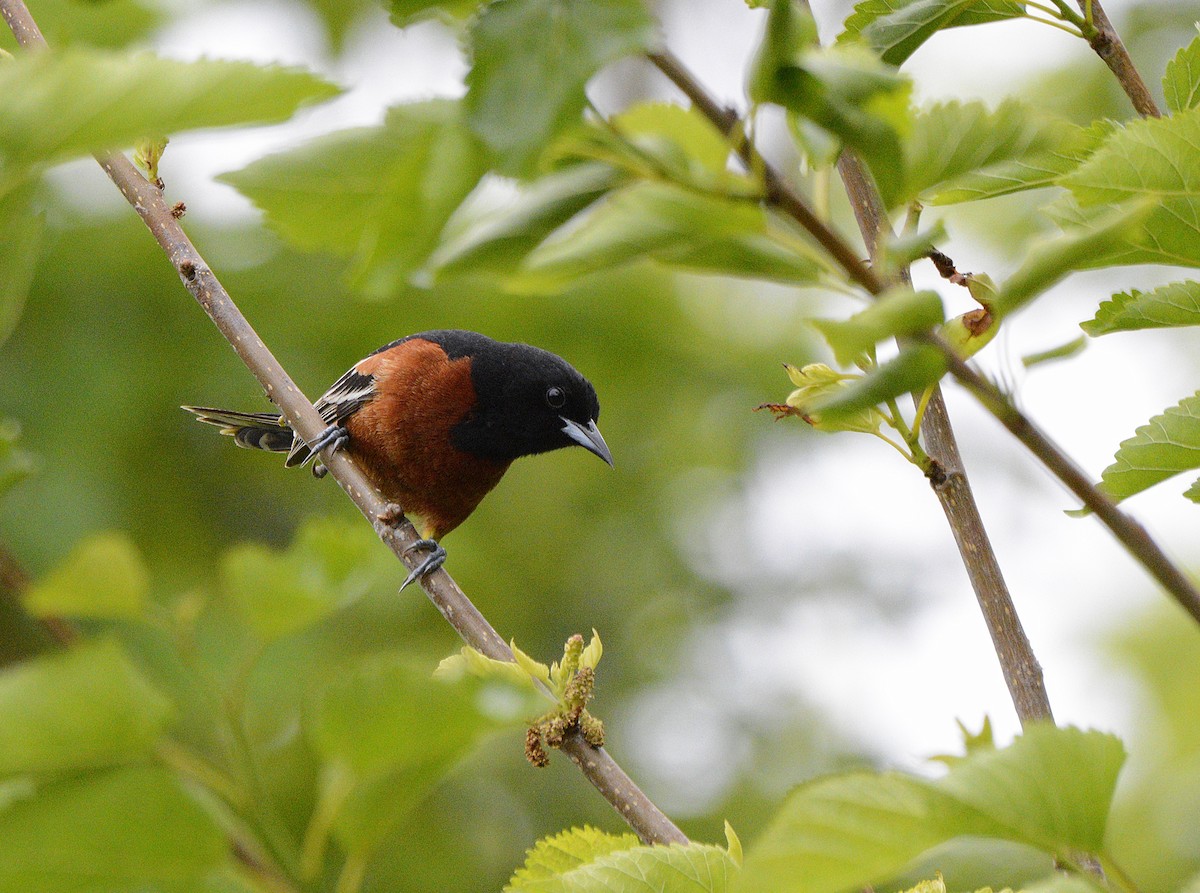 Orchard Oriole - ML619858196