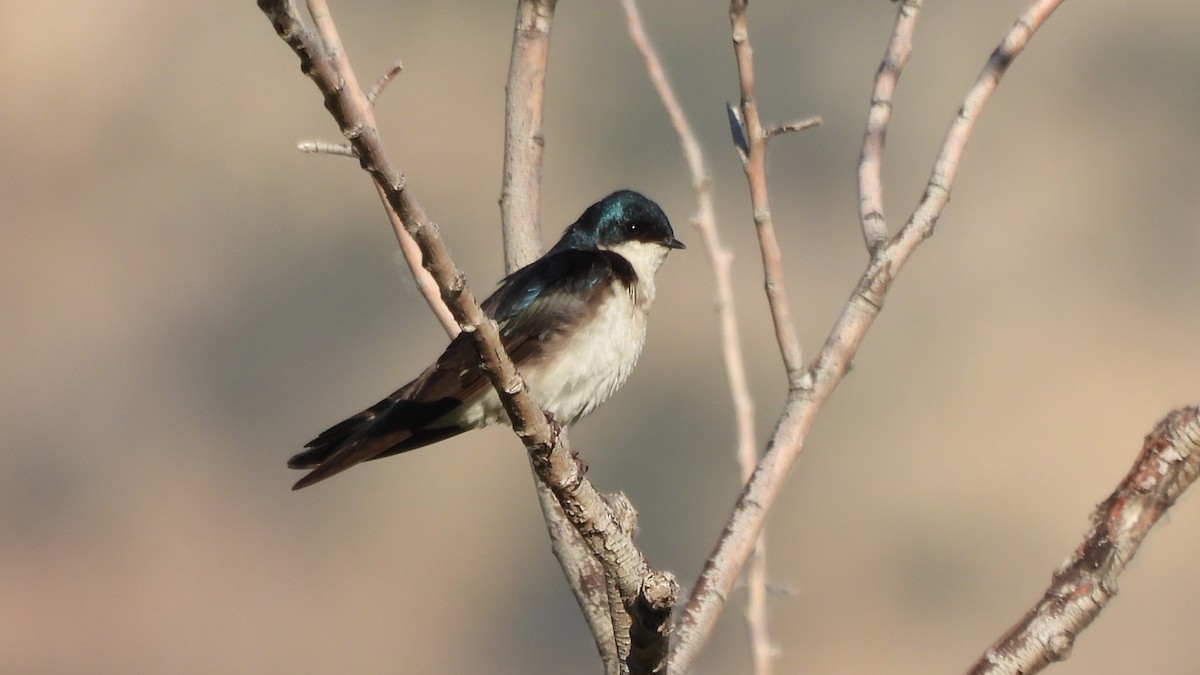 Tree Swallow - ML619858216