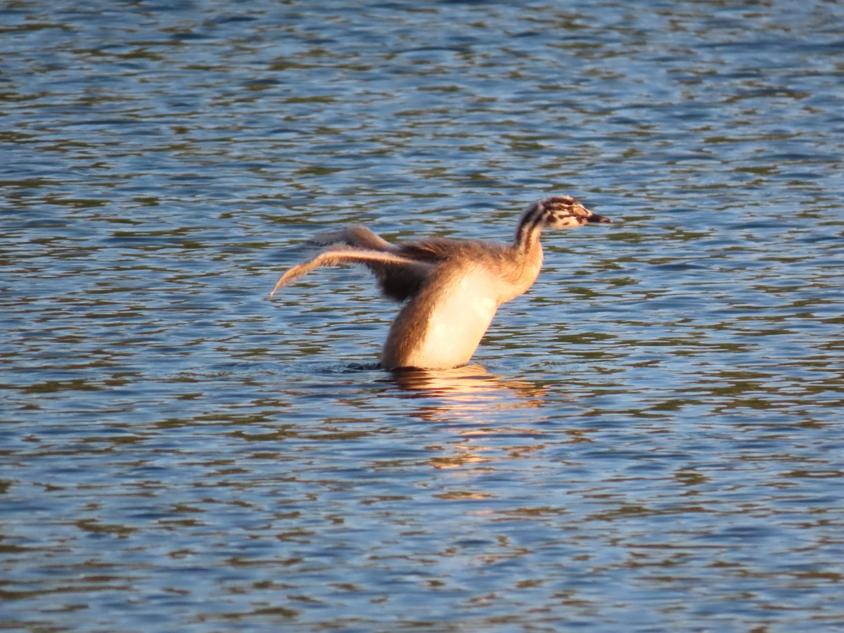 Great Crested Grebe - ML619858227