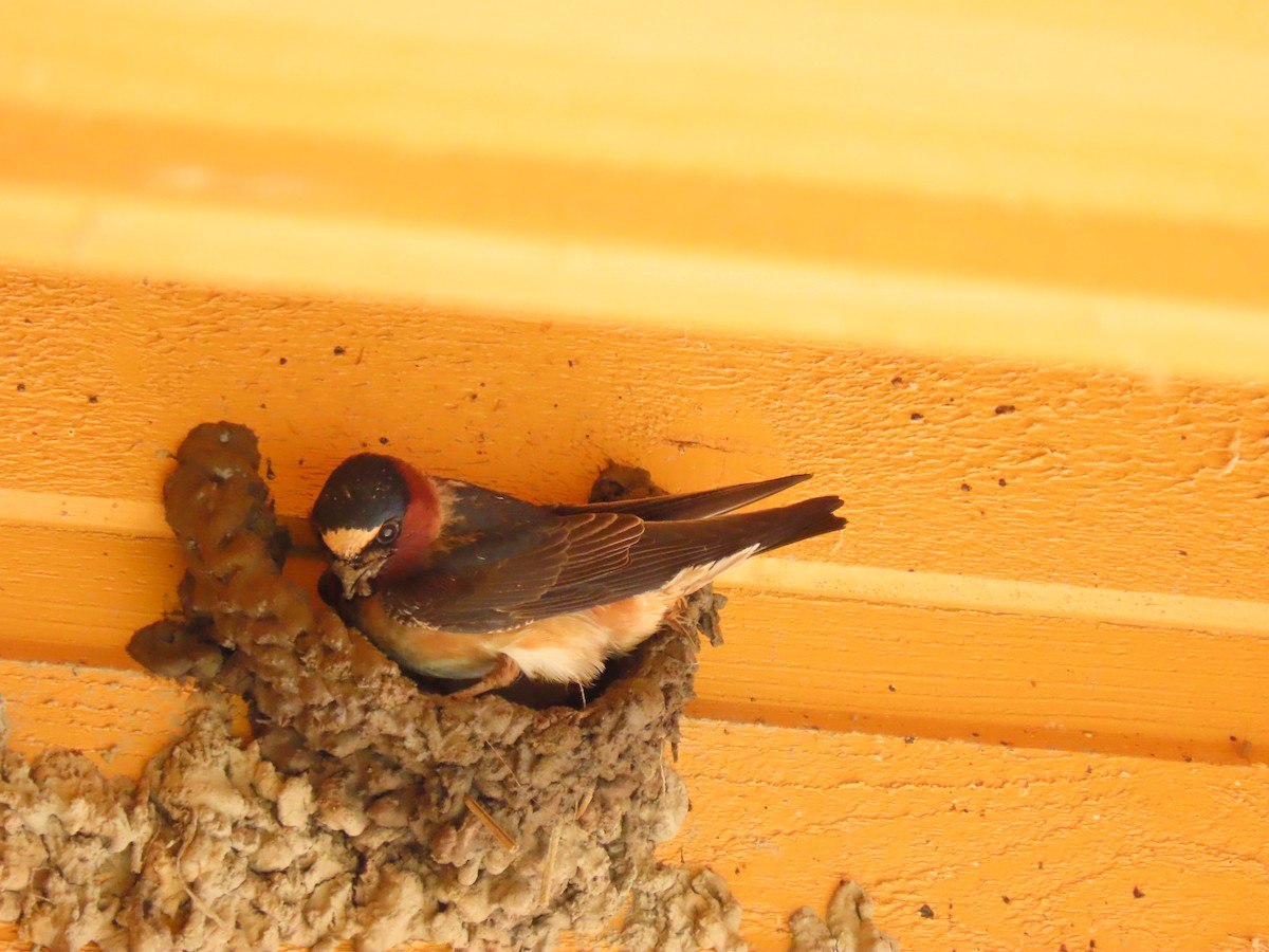 Cliff Swallow - ML619858231