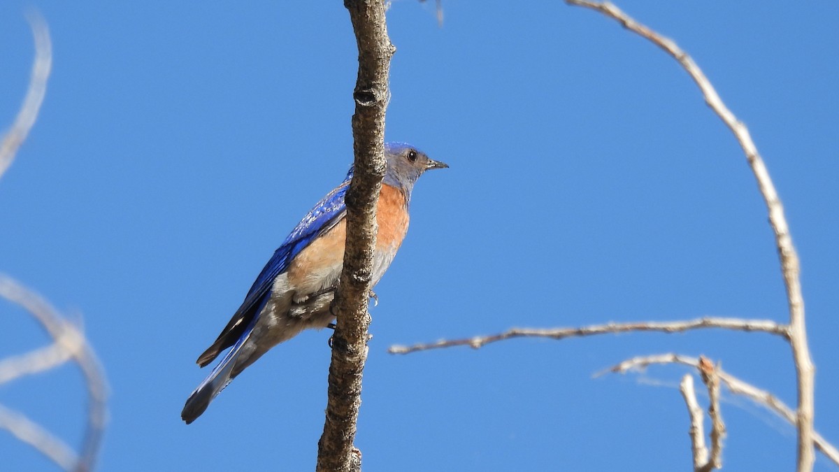 Western Bluebird - ML619858237