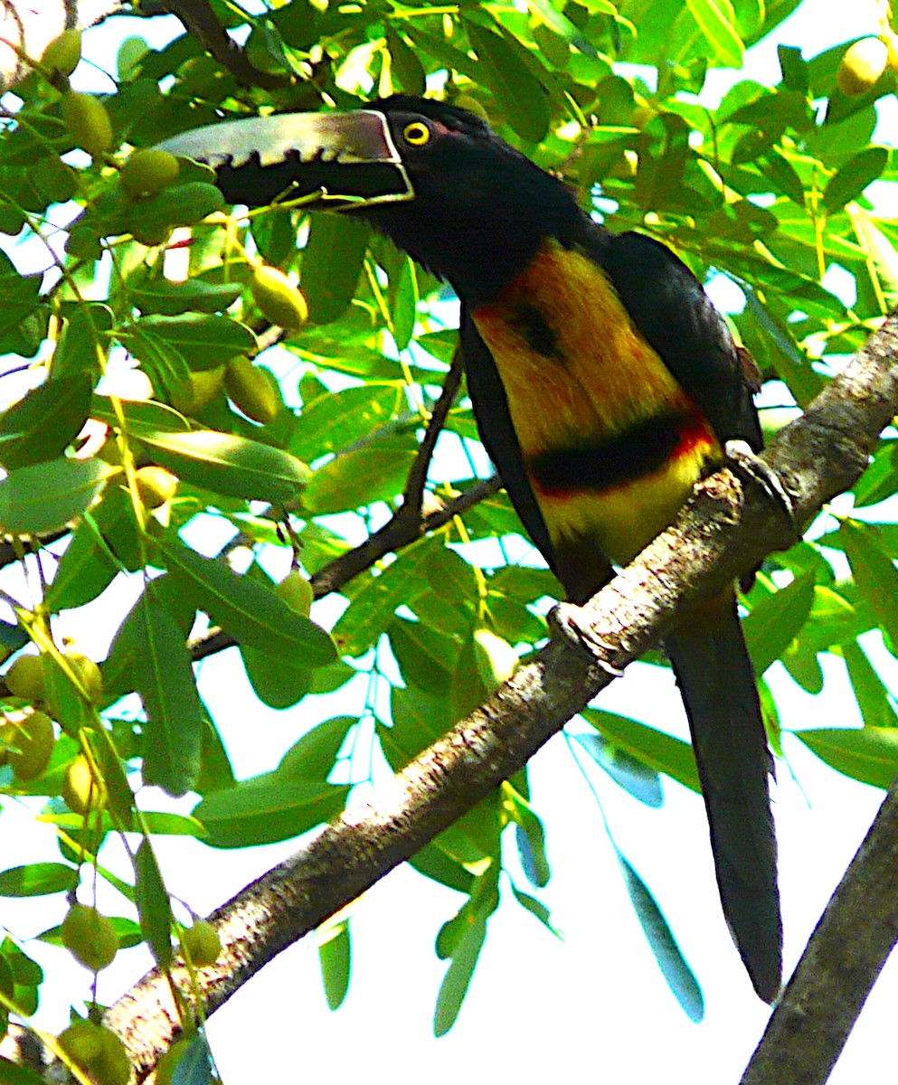 Collared Aracari - ML619858267