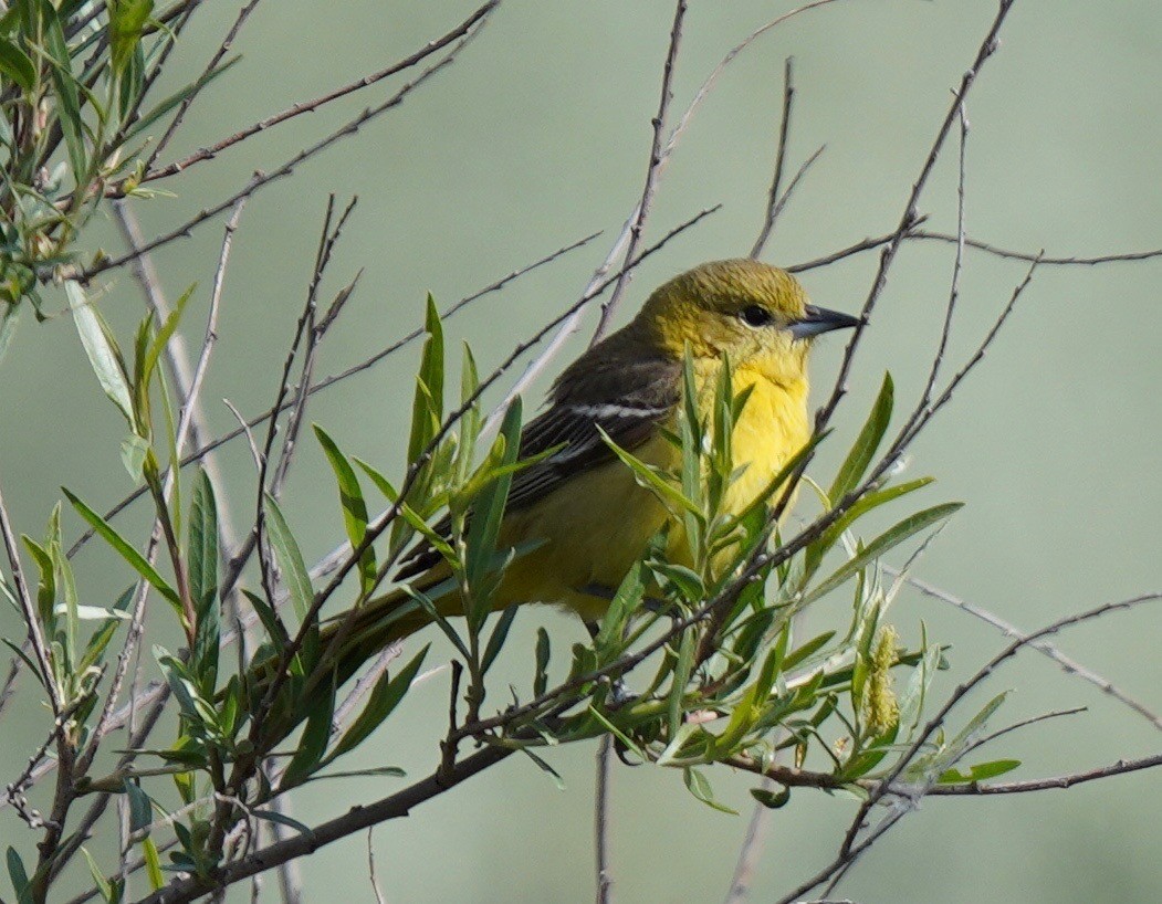 Orchard Oriole - ML619858271