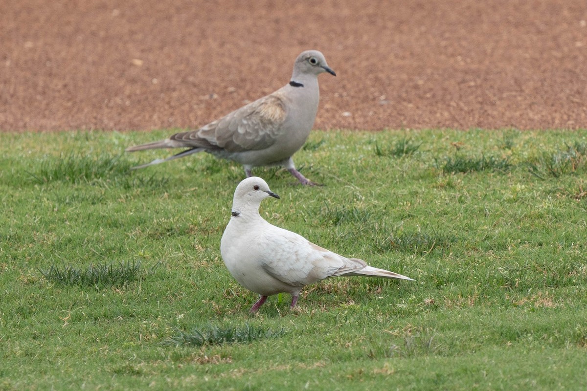 African Collared-Dove (Domestic type or Ringed Turtle-Dove) - ML619858301