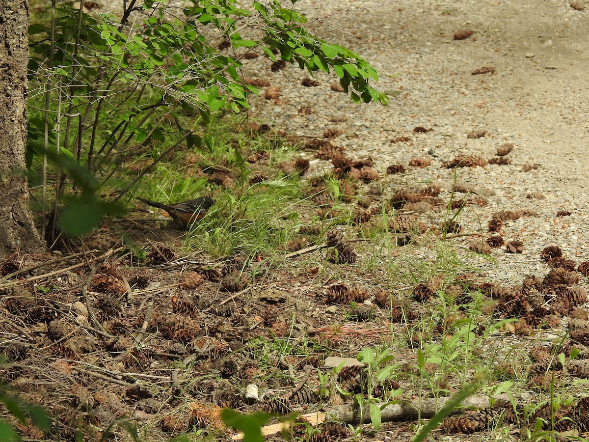 Spotted Towhee - ML619858312