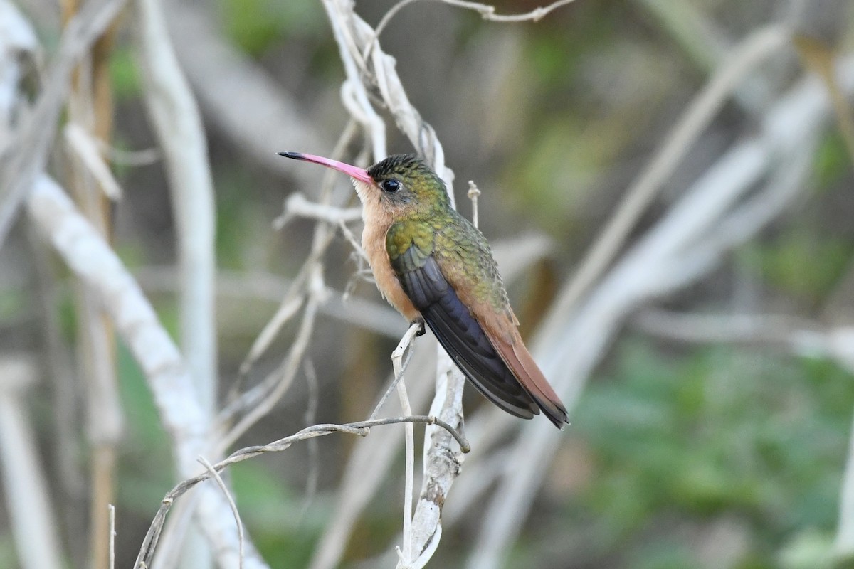 Tarçın Renkli Kolibri - ML619858315