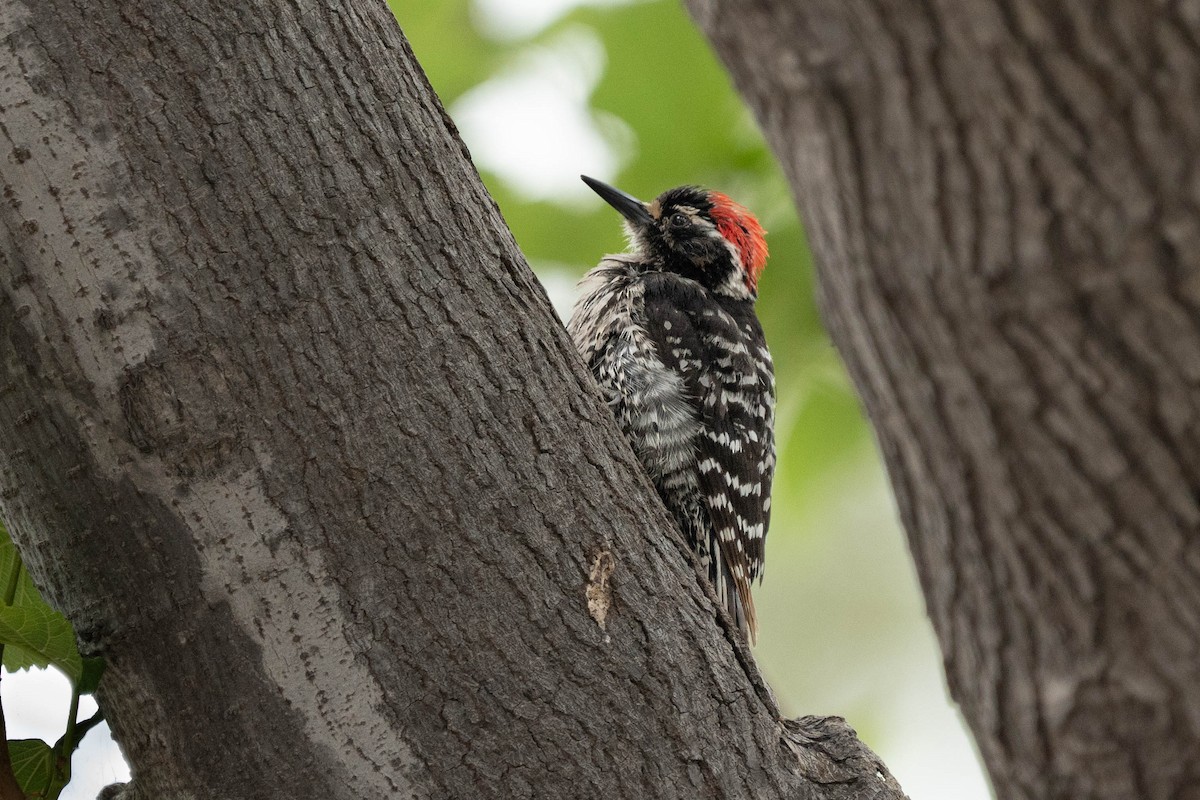 Nuttall's Woodpecker - ML619858319