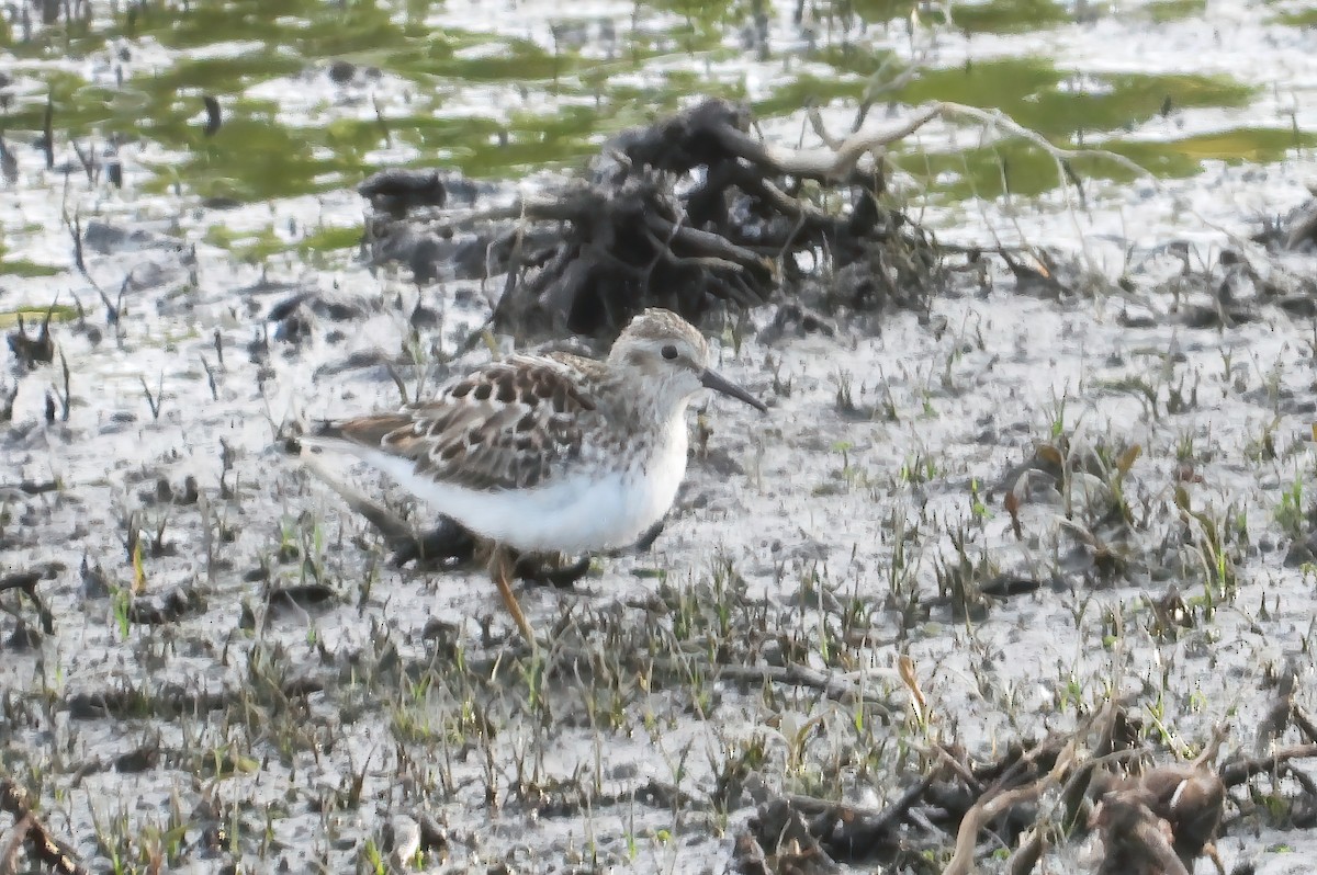 Wiesenstrandläufer - ML619858325