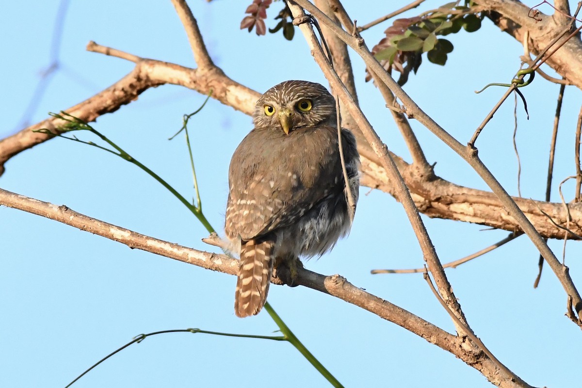 Ferruginous Pygmy-Owl - L.Vidal Prado Paniagua