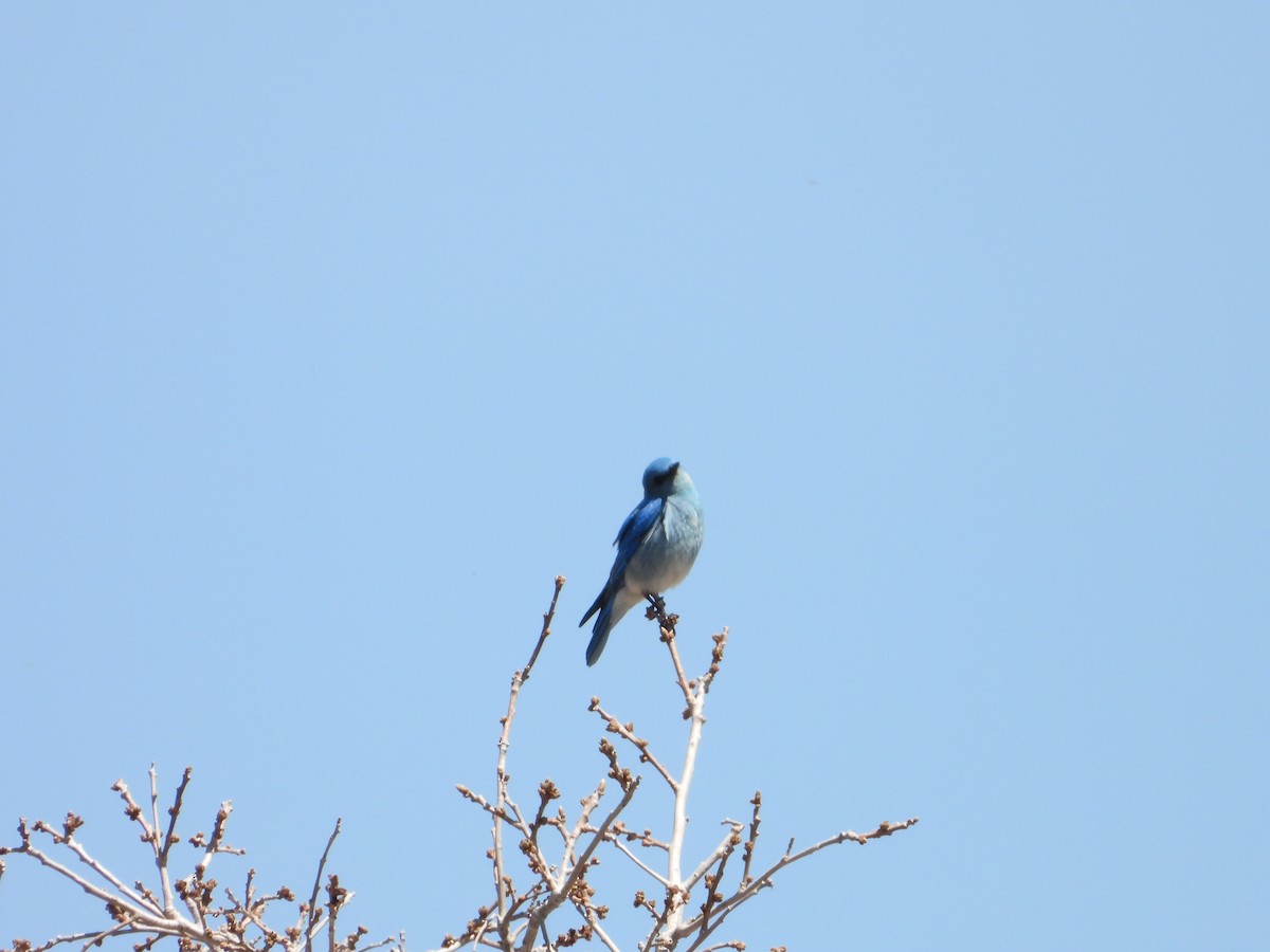 Mountain Bluebird - ML619858354