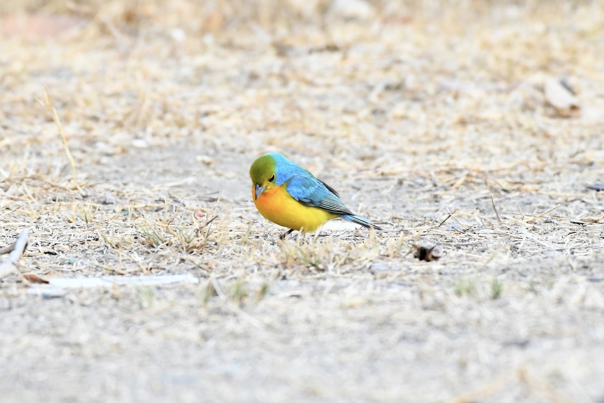 Orange-breasted Bunting - ML619858362