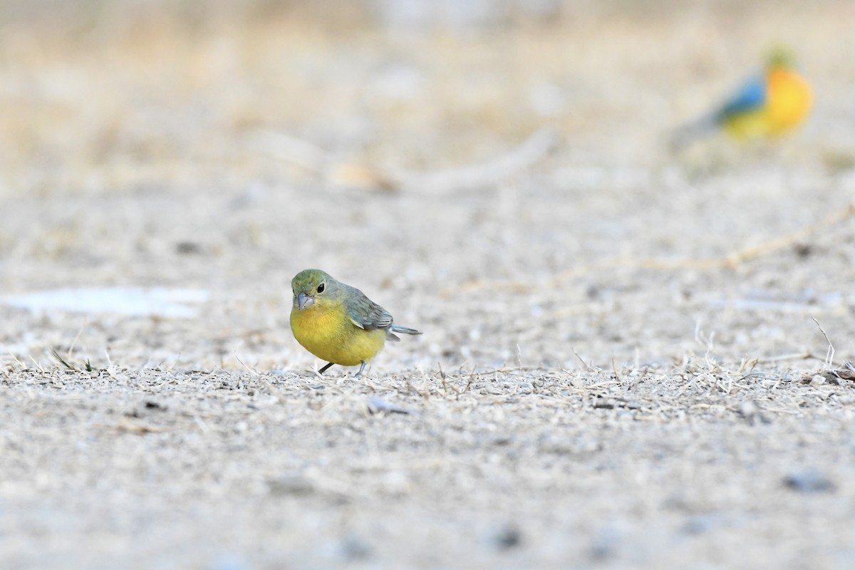 Orange-breasted Bunting - ML619858363