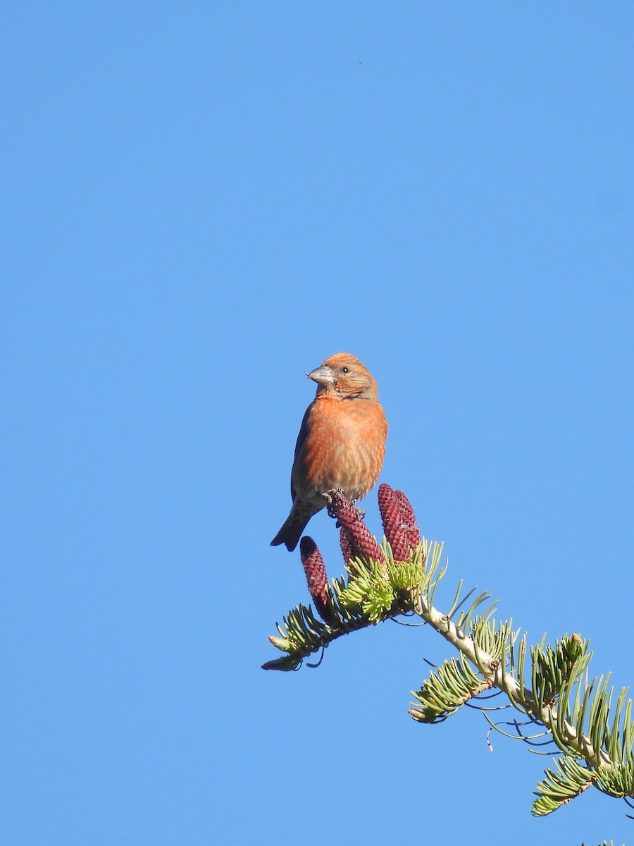 Red Crossbill - Chris Chappell