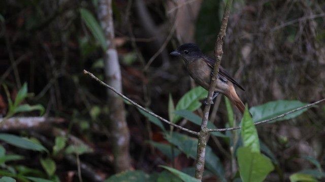 Crested Becard - ML619858386