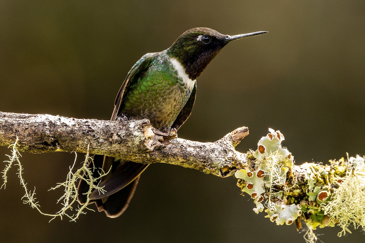 Colibrí Gorjiamatista (grupo clarisse) - ML619858394