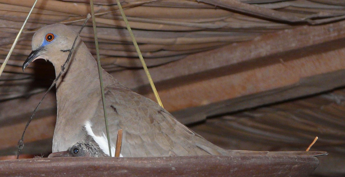 White-winged Dove - ML619858396