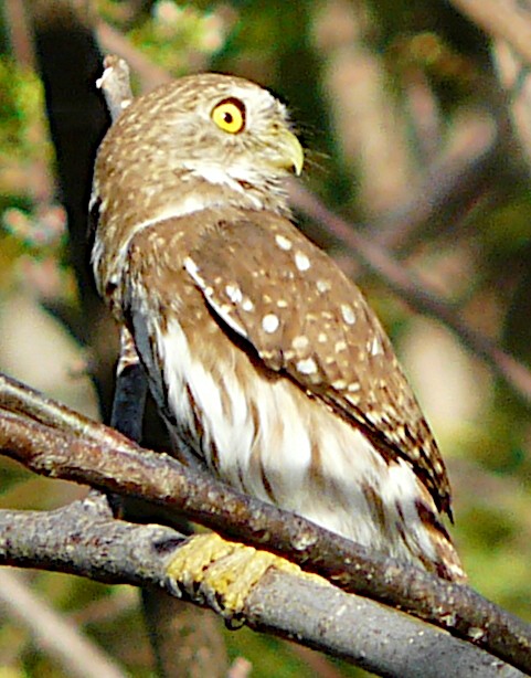 Ferruginous Pygmy-Owl - ML619858419