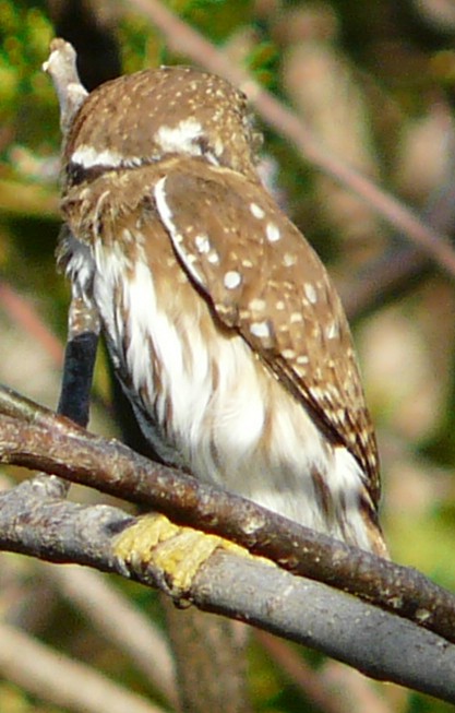 Ferruginous Pygmy-Owl - ML619858423