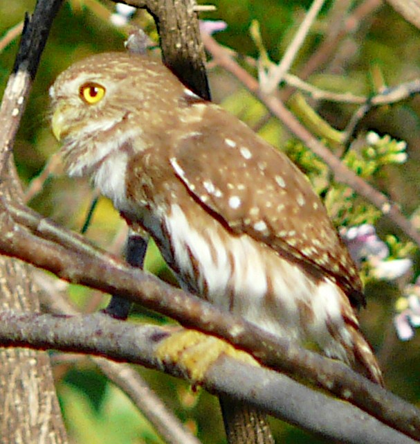 Ferruginous Pygmy-Owl - ML619858432