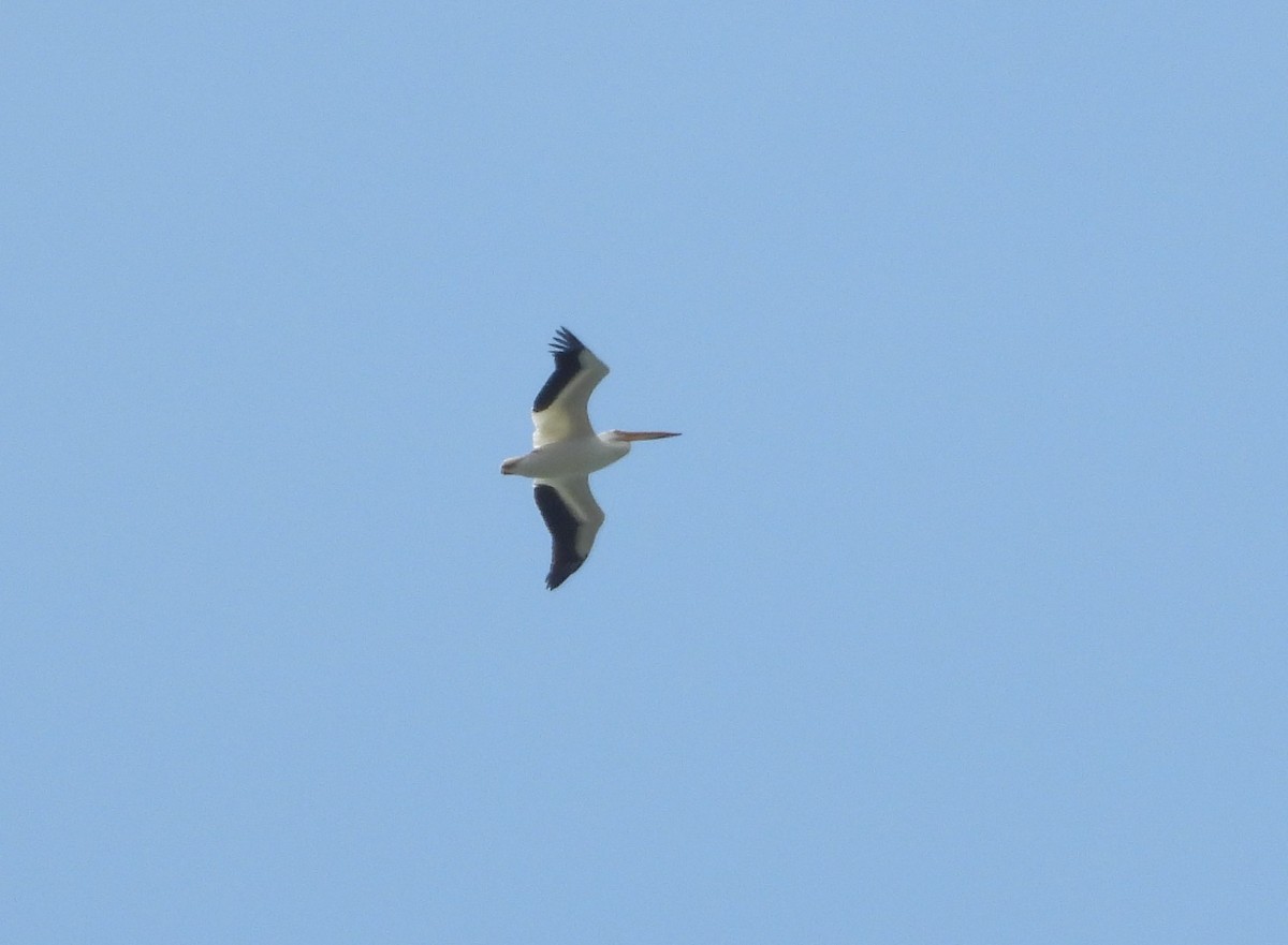 American White Pelican - ML619858434