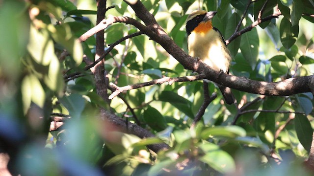 Gilded Barbet - ML619858435