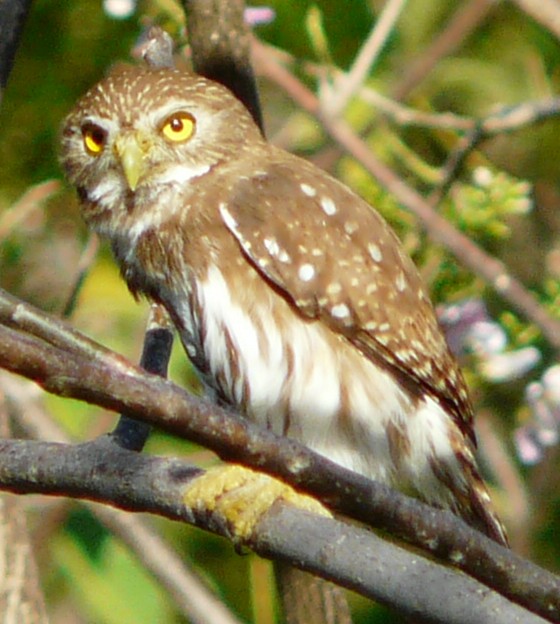 Ferruginous Pygmy-Owl - ML619858439