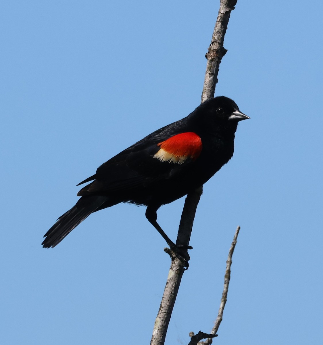 Red-winged Blackbird - ML619858441