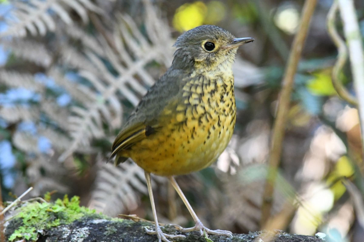 Speckle-breasted Antpitta - ML619858447