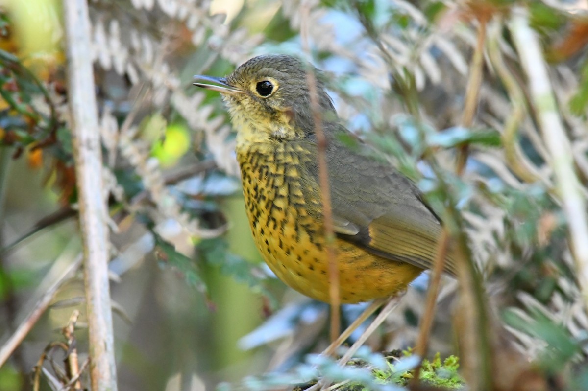 Speckle-breasted Antpitta - ML619858449