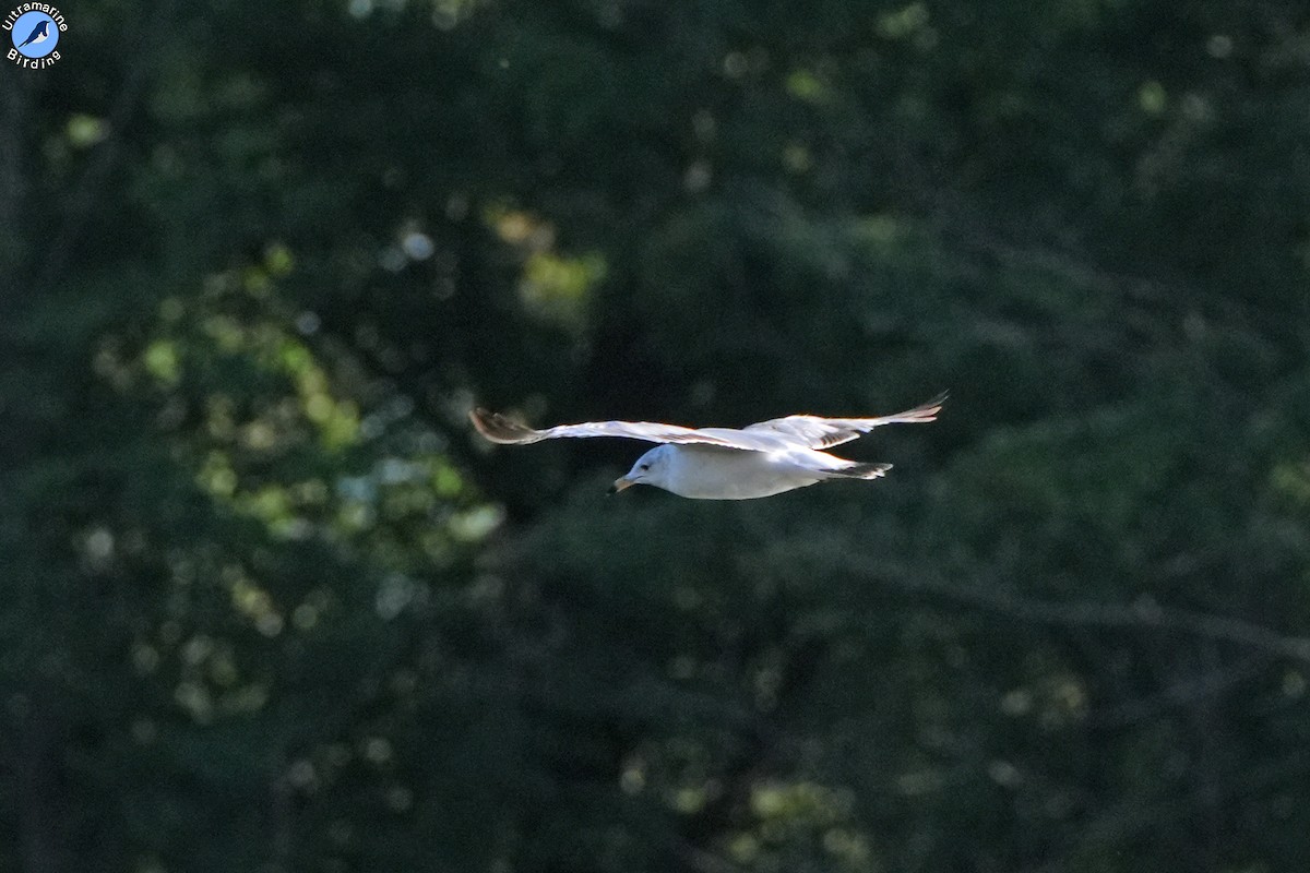 Ring-billed Gull - ML619858461