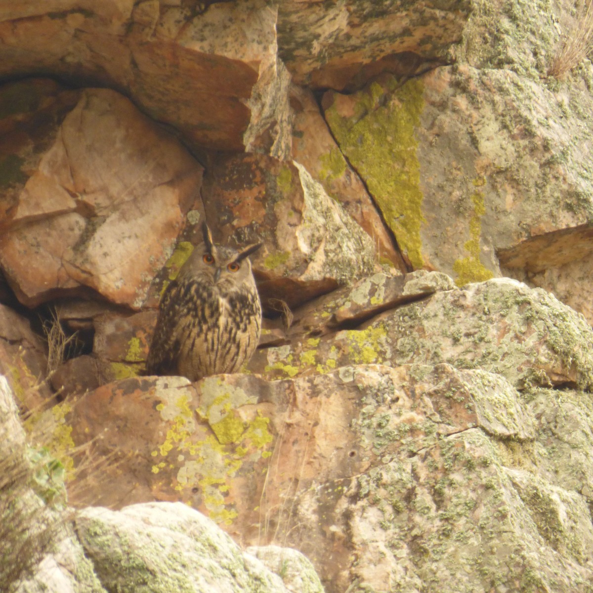 Eurasian Eagle-Owl - ML619858468