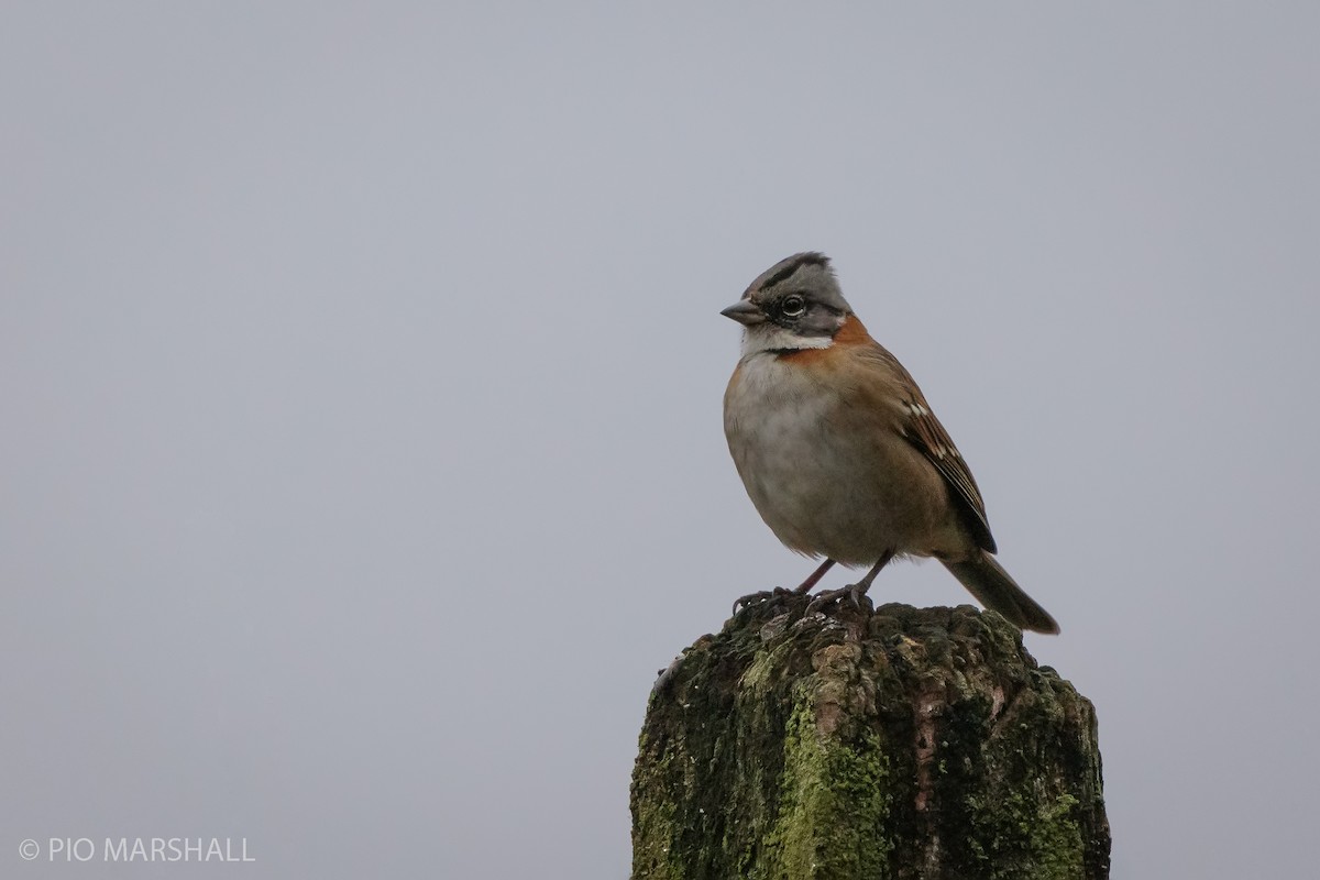 Rufous-collared Sparrow - ML619858479