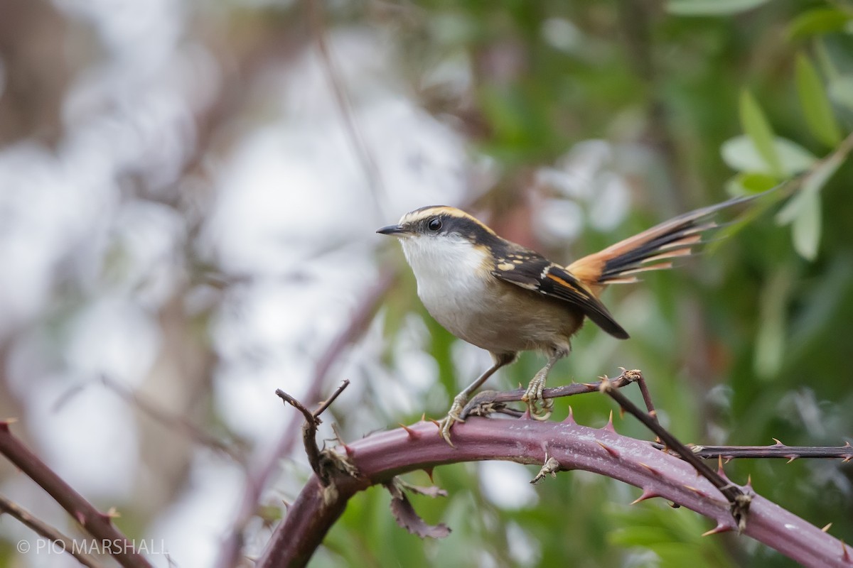 Thorn-tailed Rayadito - ML619858486