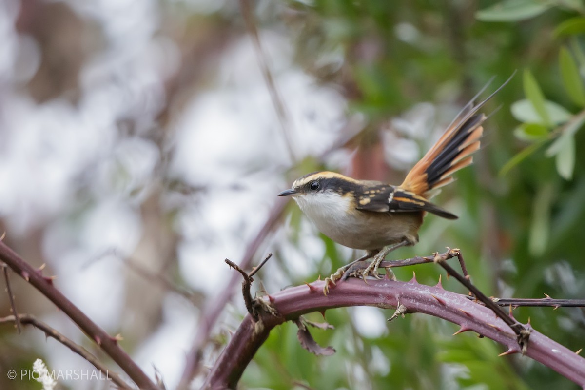 Thorn-tailed Rayadito - ML619858487