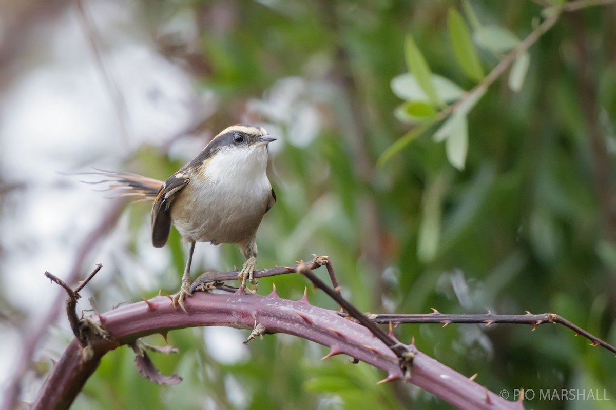 Thorn-tailed Rayadito - ML619858488