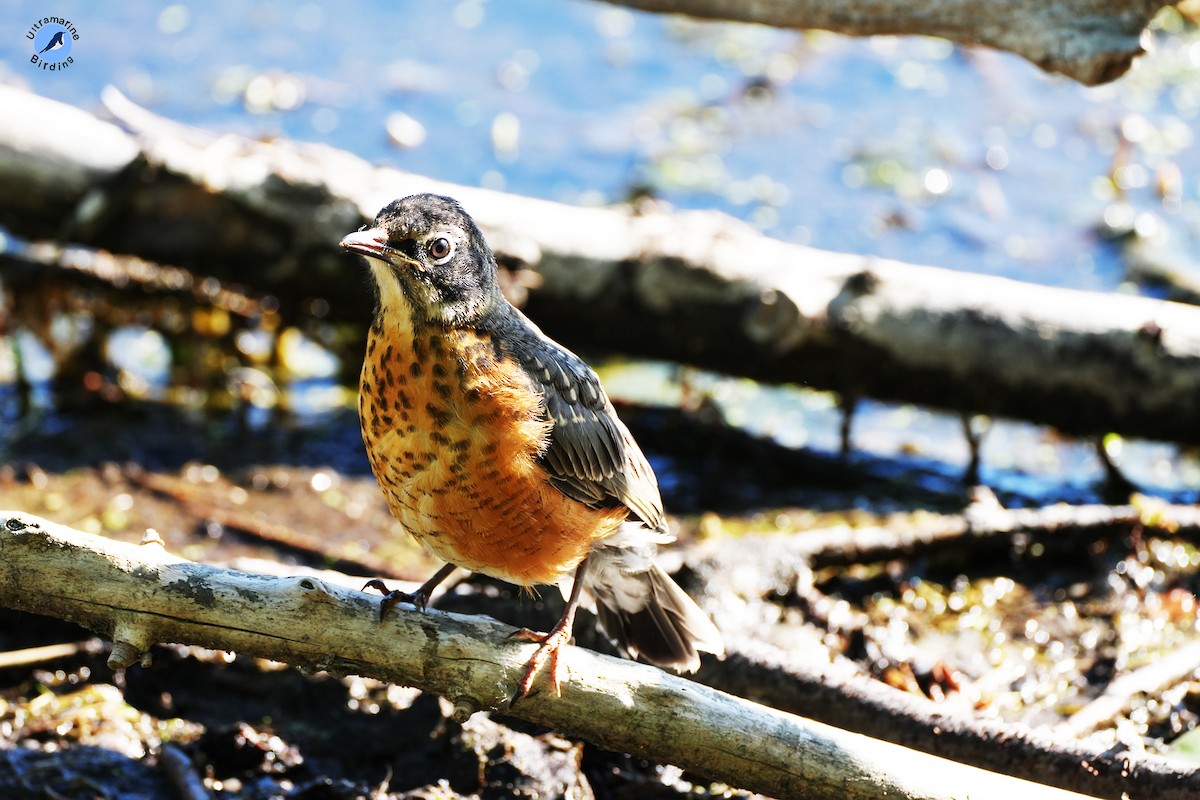 American Robin - ML619858489