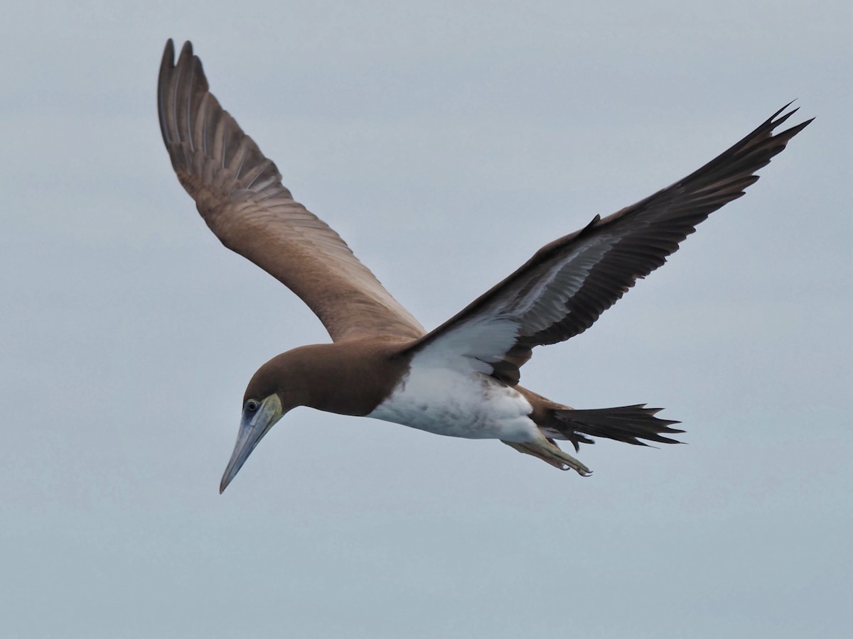 Brown Booby - ML619858501