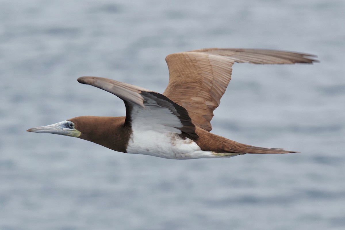 Brown Booby - ML619858502