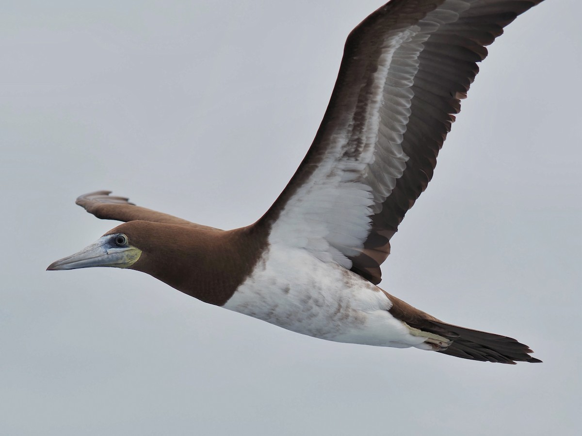 Brown Booby - ML619858503