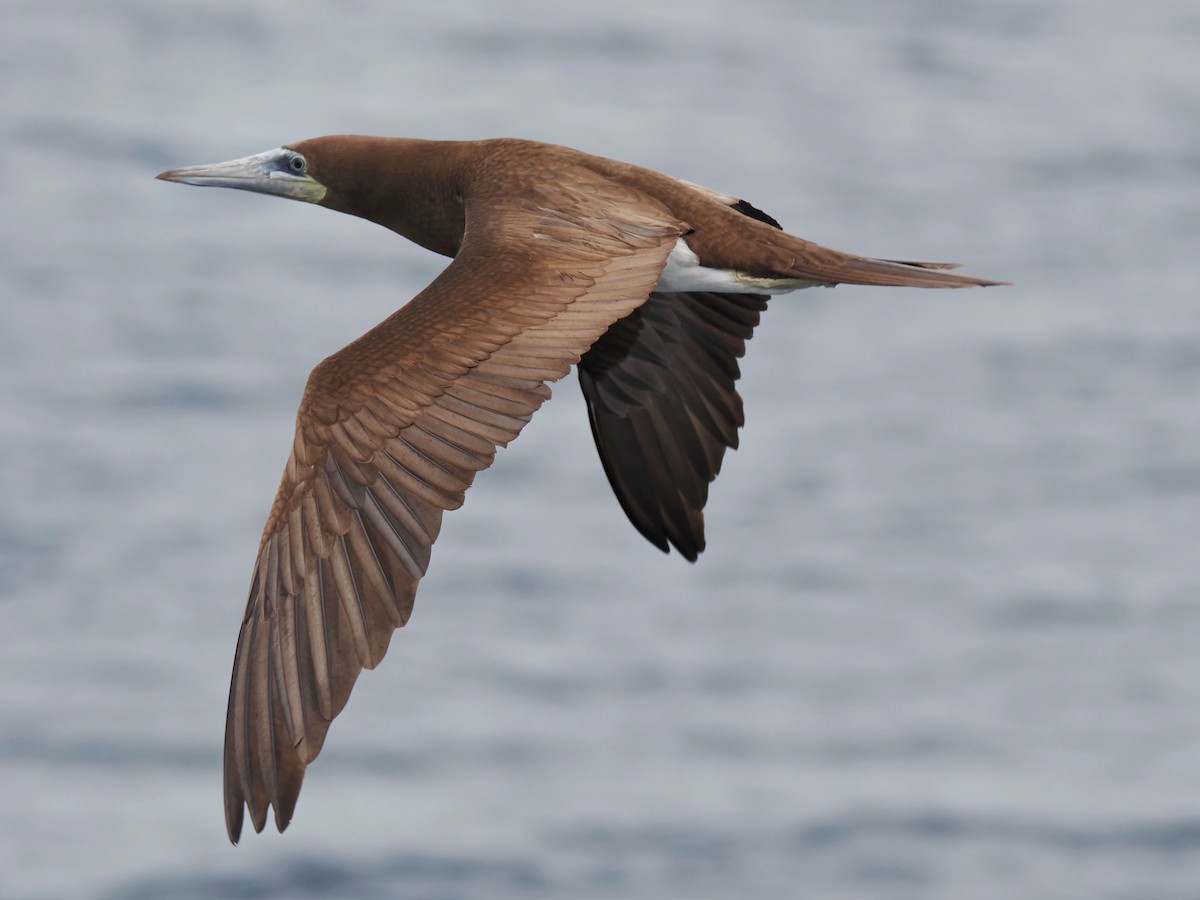 Brown Booby - ML619858505