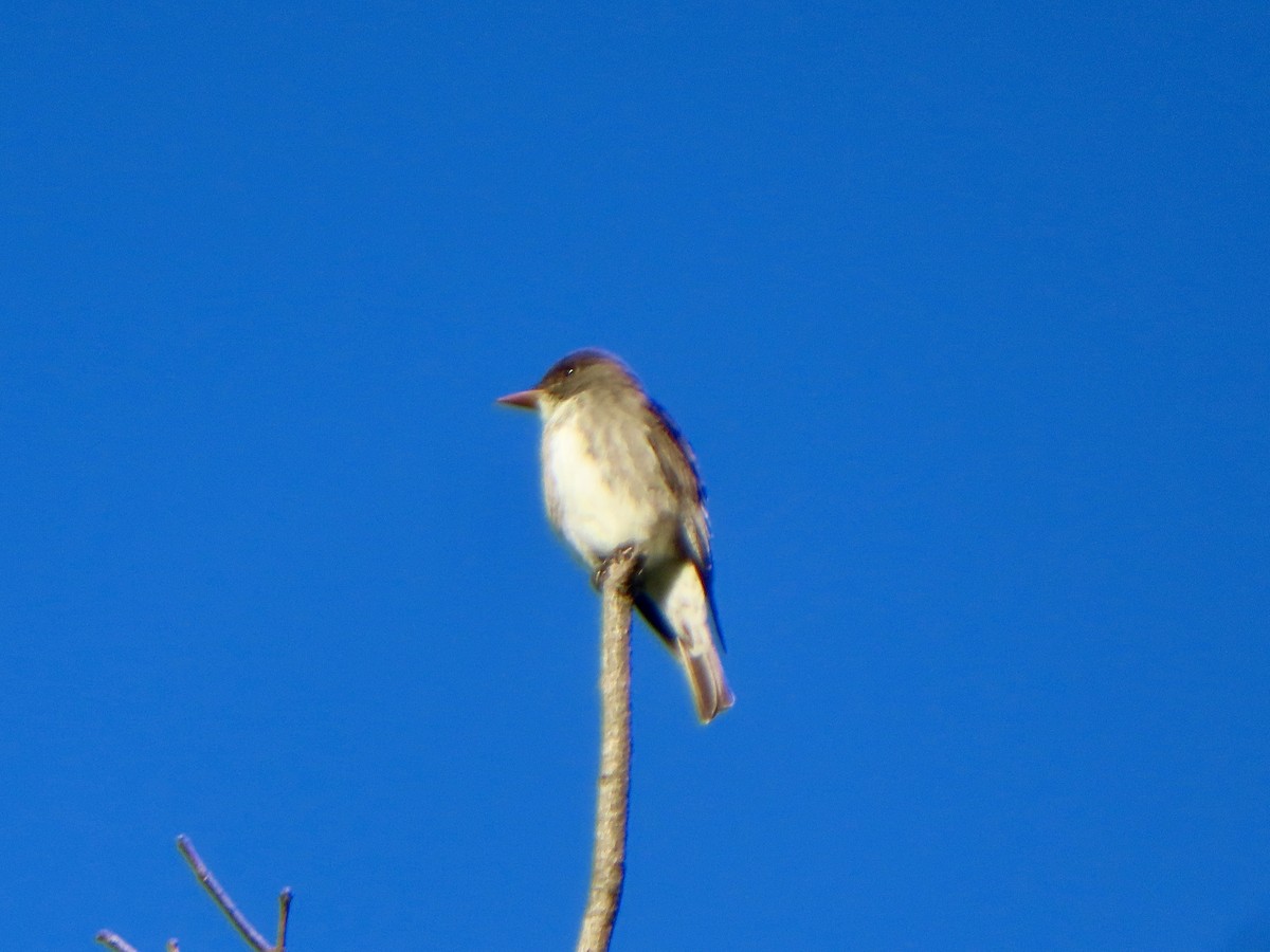 Olive-sided Flycatcher - ML619858508