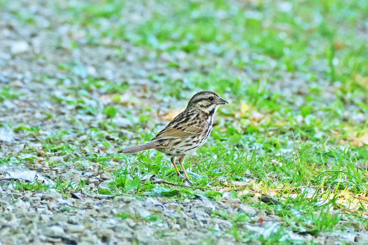 Song Sparrow - ML619858534