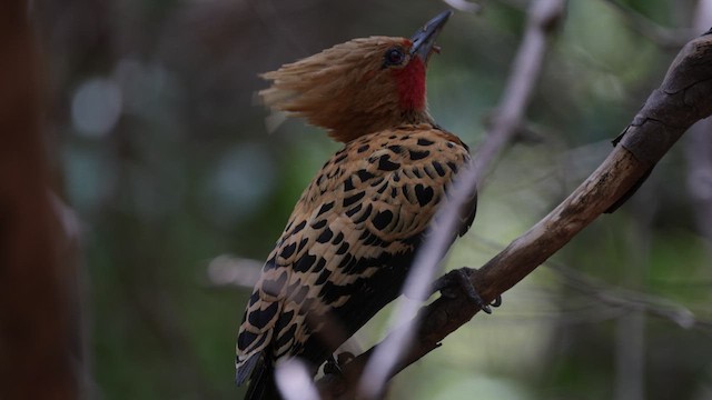 Ochre-backed Woodpecker - ML619858536