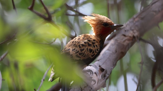 Ochre-backed Woodpecker - ML619858541