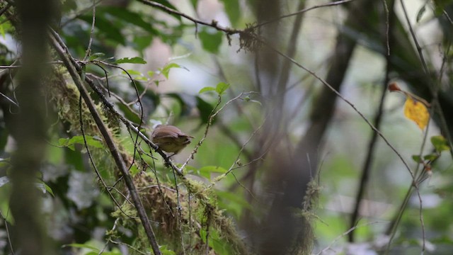 Plain Antvireo - ML619858550