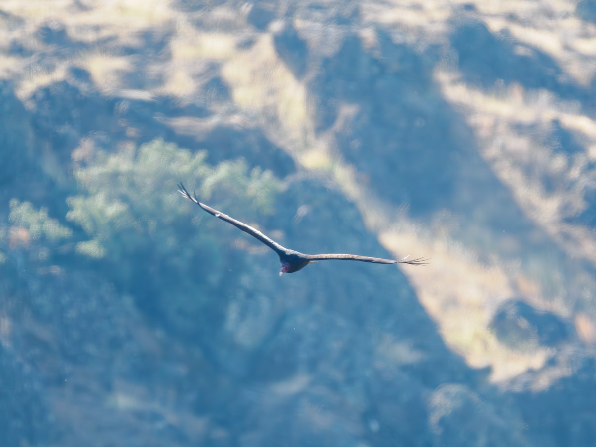 Turkey Vulture - ML619858555