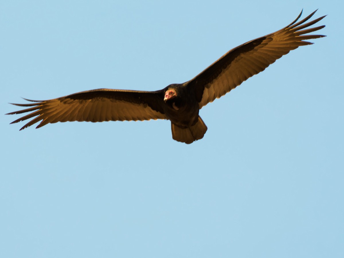 Turkey Vulture - ML619858556