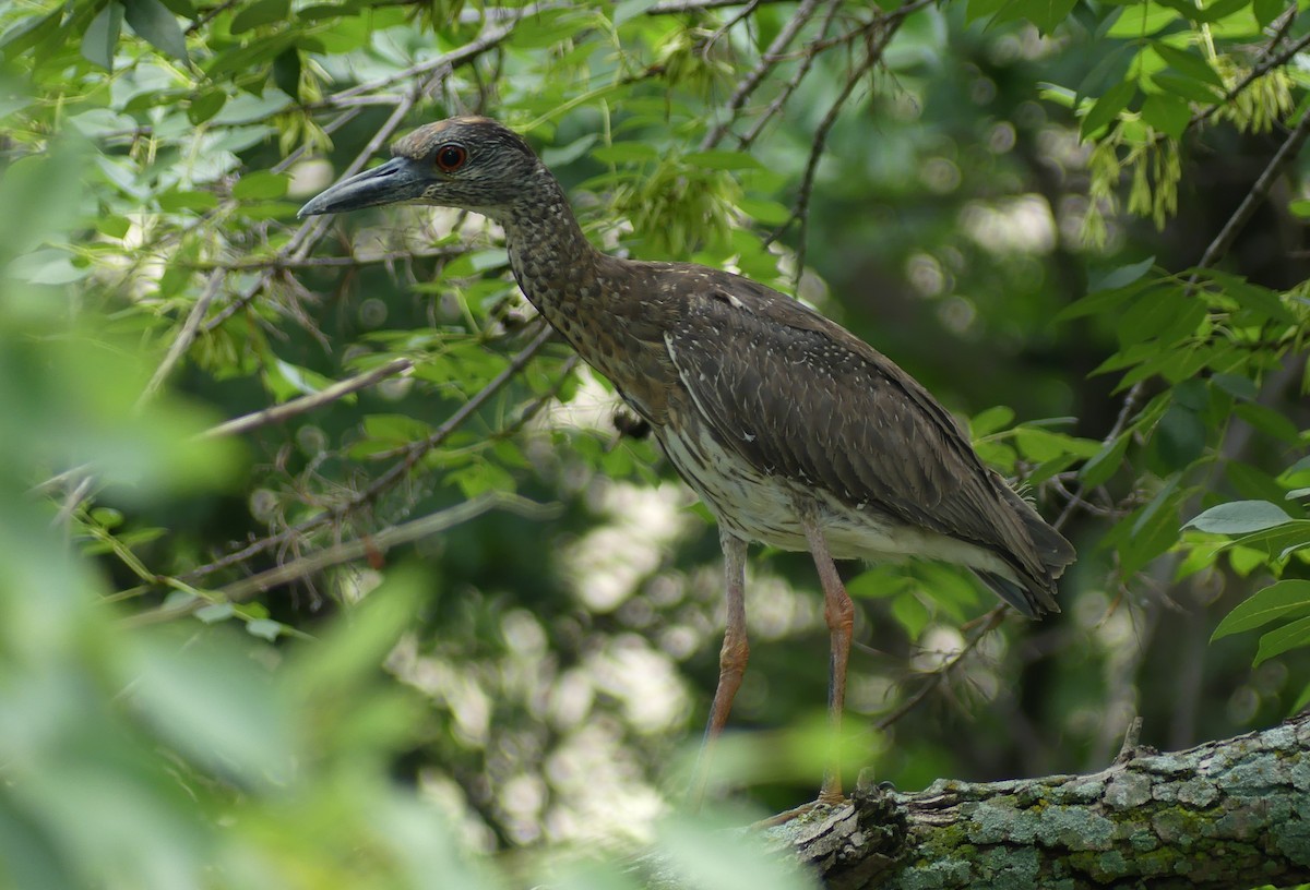 Yellow-crowned Night Heron - ML619858560