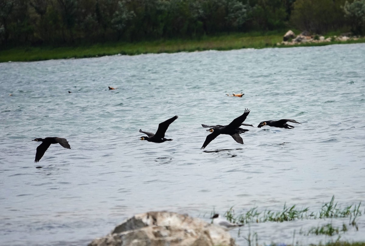 Great Cormorant - ML619858570