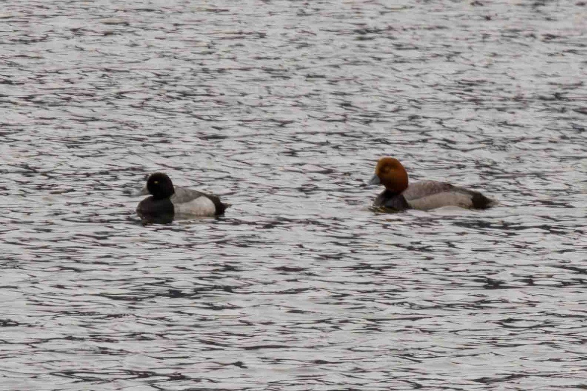 Greater Scaup - ML619858578